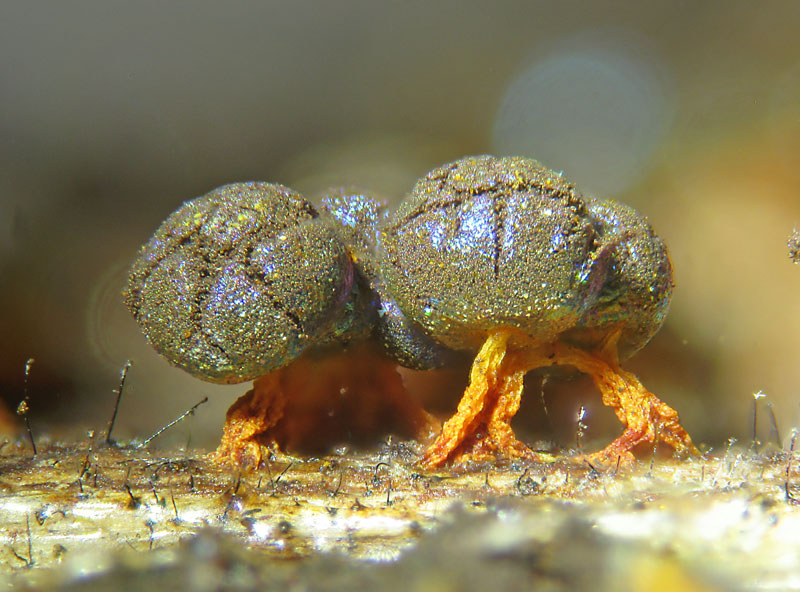 Physarum psittacinum